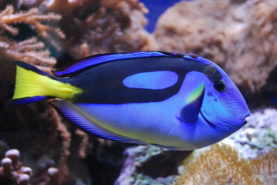 Cirurgião-azul (Dory)