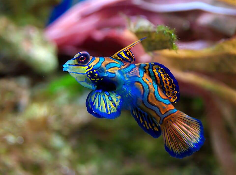 Peixe-mandarim