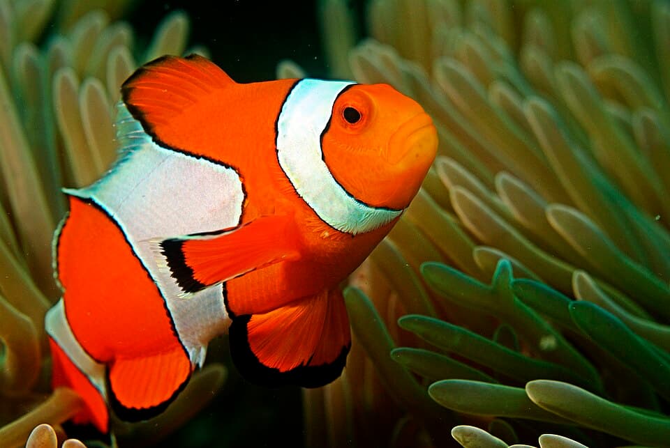 Peixe-palhaço