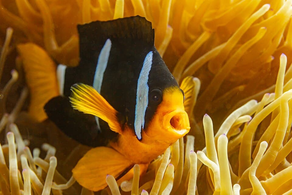 Peixe-anêmona-de-Clark