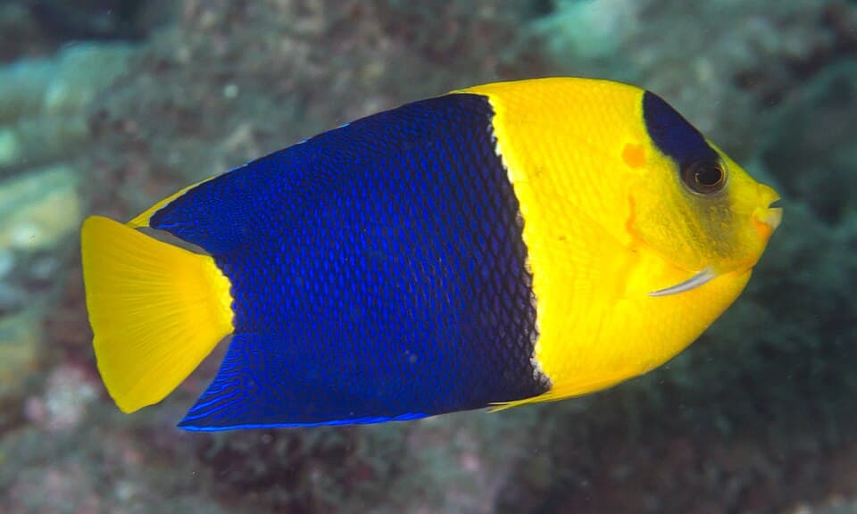 Peixe-anjo-bicolor