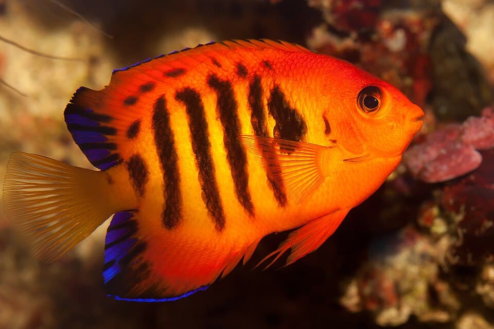 Peixe-anjo-chama