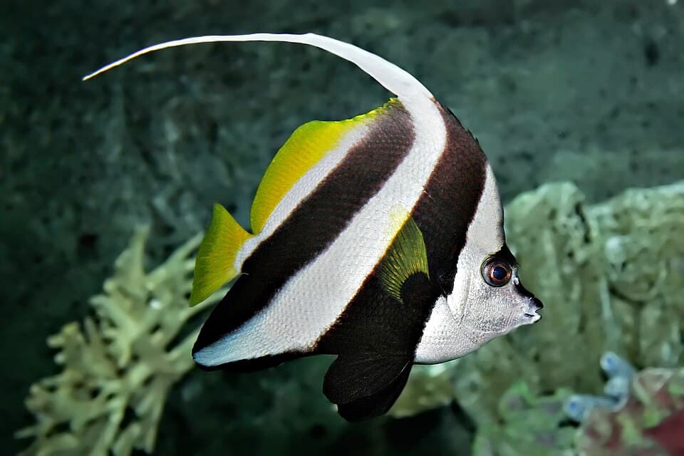 Peixe-bandeira