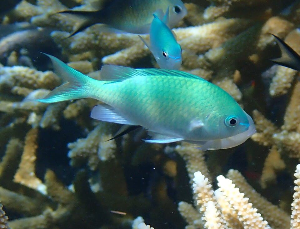 Donzela Chromis-verde