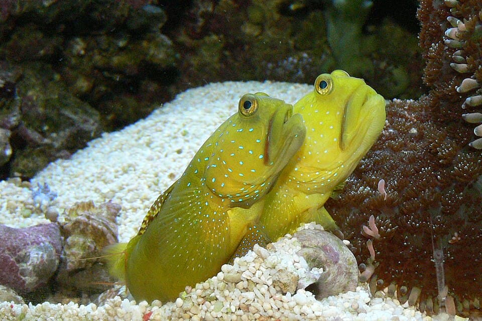 Goby-parceiro-de-camarão