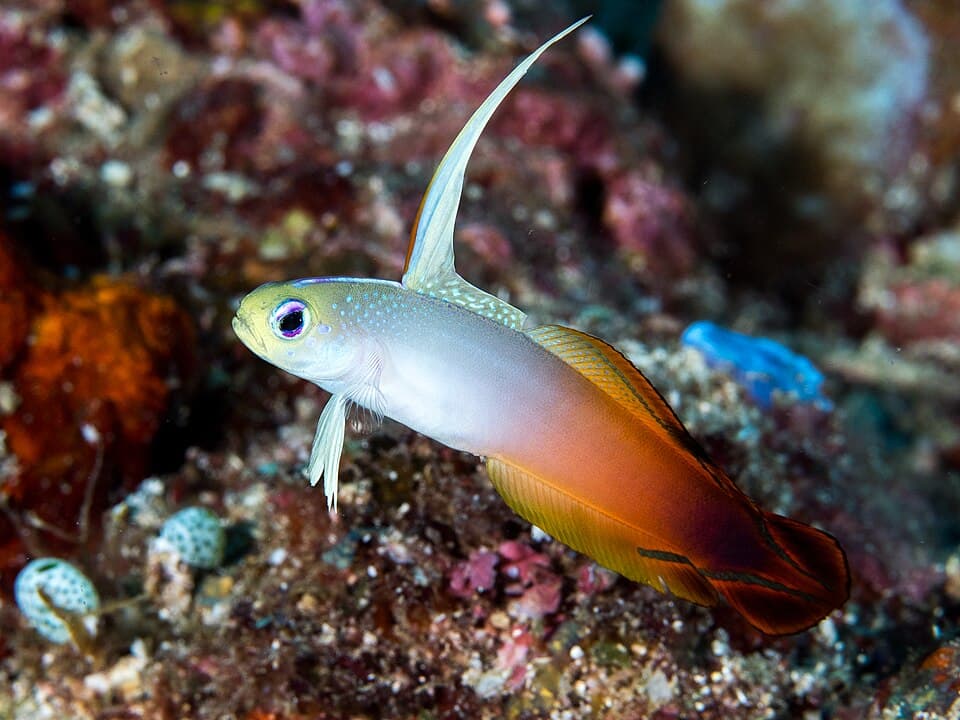 Goby-de-fogo (Dartfish)