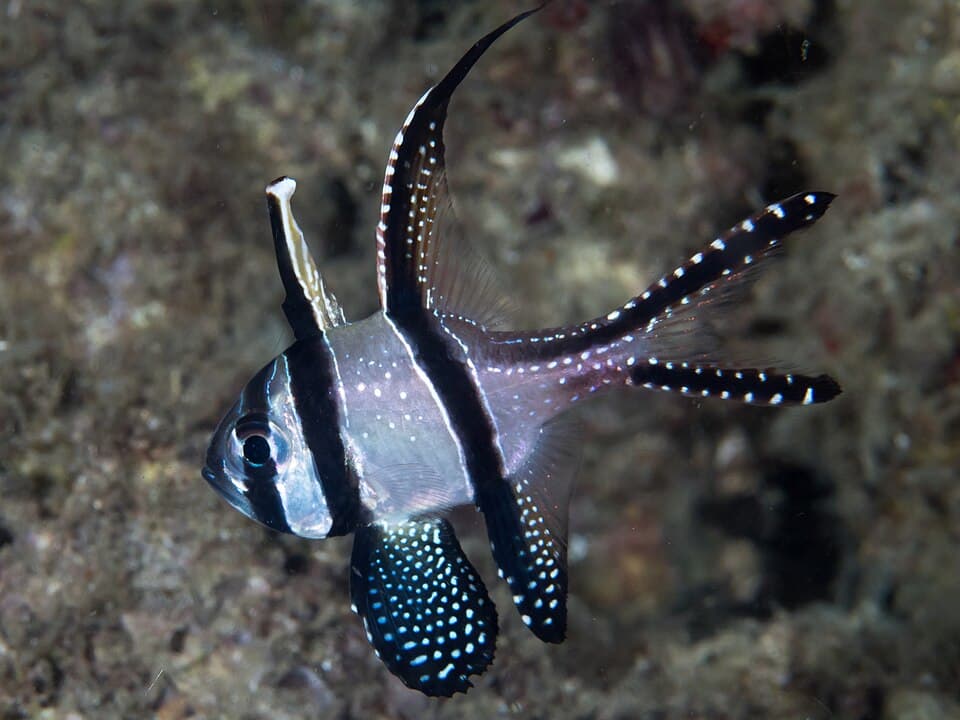 Peixe-cardeal-de-banggai