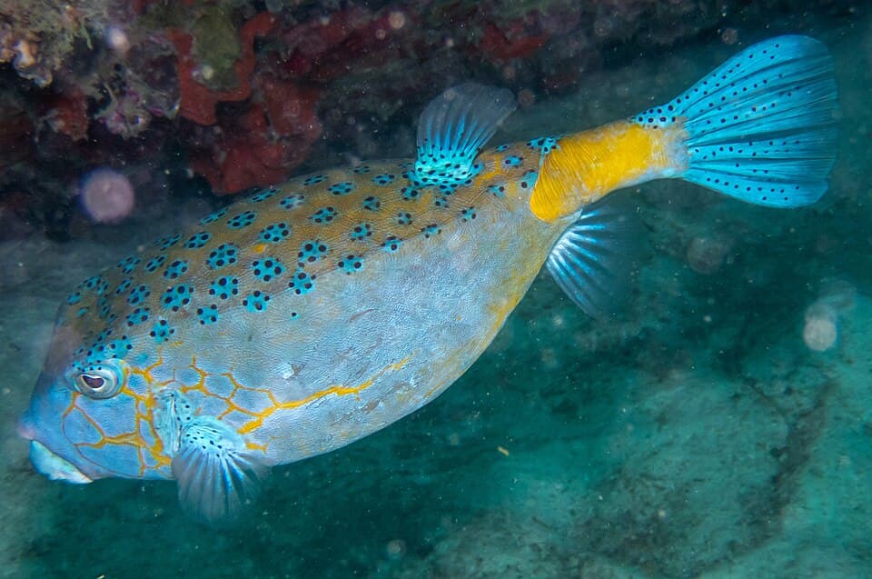 Peixe-cofre-amarelo