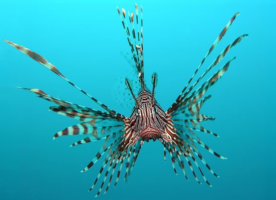 Peixe-leão