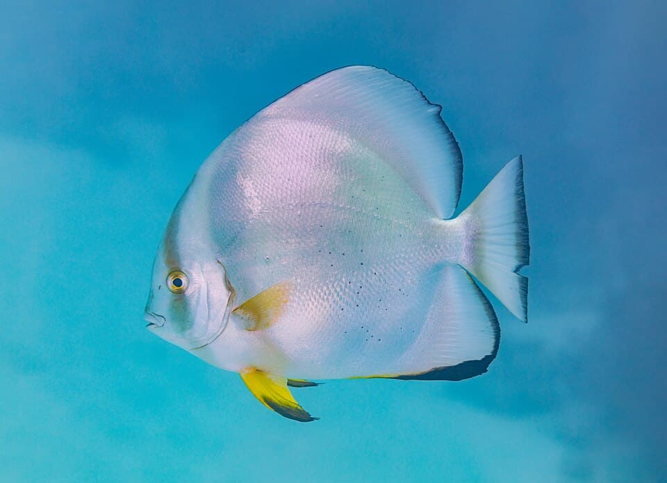 Peixe-morcego-orbicular