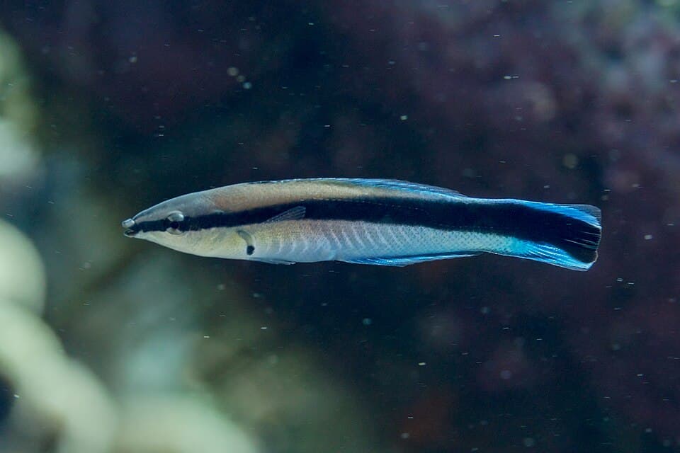 Wrasse-limpador