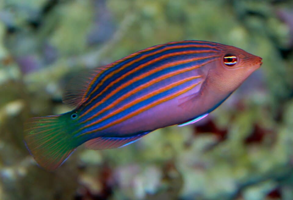 Wrasse-de-seis-linhas